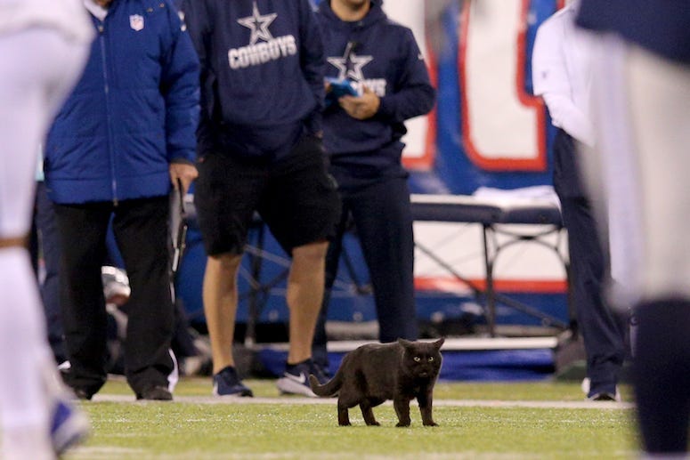 Dallas Cowboys, New York Giants, MetLife Stadium, Field, Black Cat, Kitten, 2019