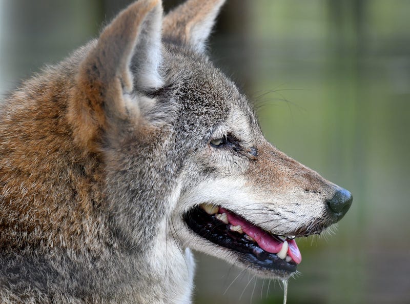 A coyote at Jungle Adventures, A Real Florida Animal Park,located on East Colonial Drive in Christmas, few miles west of the Brevard County line. They have many animals native to Florida that have been rescued from a variety of circumstances. Jungle Adven