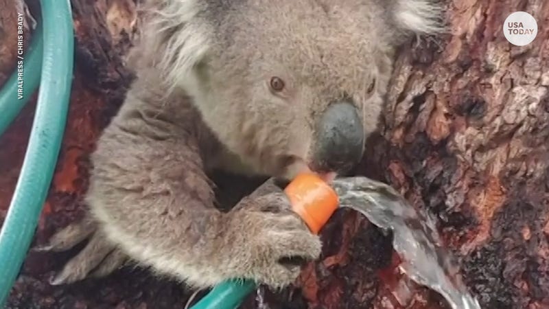 Meet Oz At Palm Beach Zoo To Raise Money For Koala's