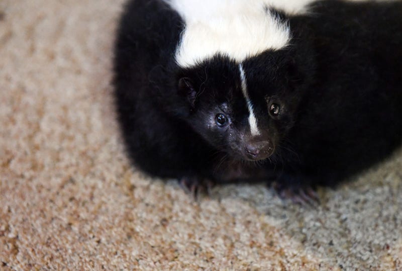 Marv the skunk walks around Heather Sondergaard's living room on Monday, Nov. 18, in Canton. Sondergaard got Marv as a baby from a pet breeder. Unusual Pets 001