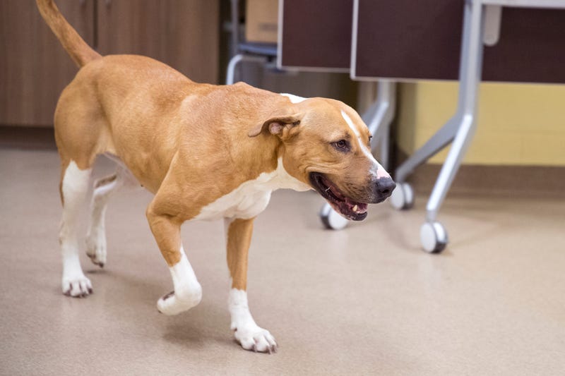 Nana is one of several dogs at the Gulf Coast Humane Society looking for a forever home. She is almost three years old, has been in the shelter for 11 months and loves belly rubs. February Adopt A Dog34
