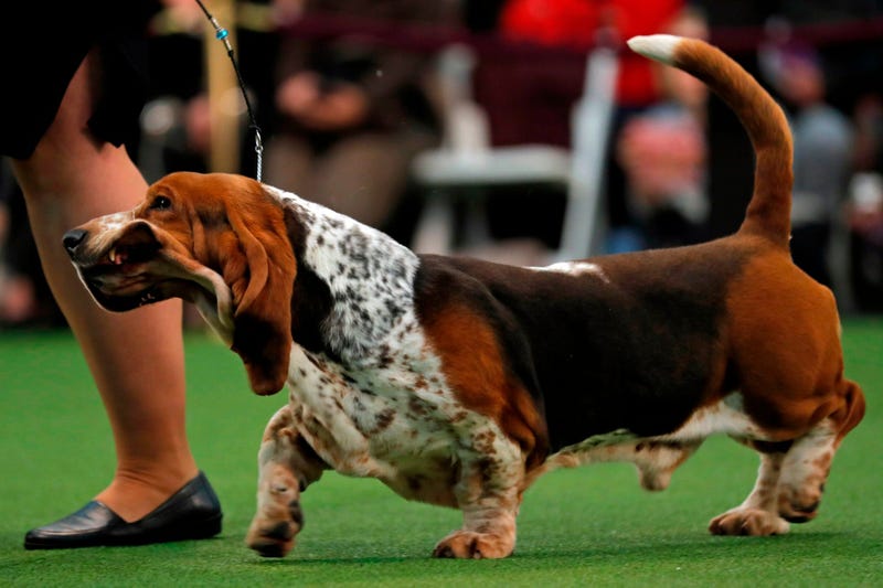 144th Annual Westminster Kennel Club Dog Show
