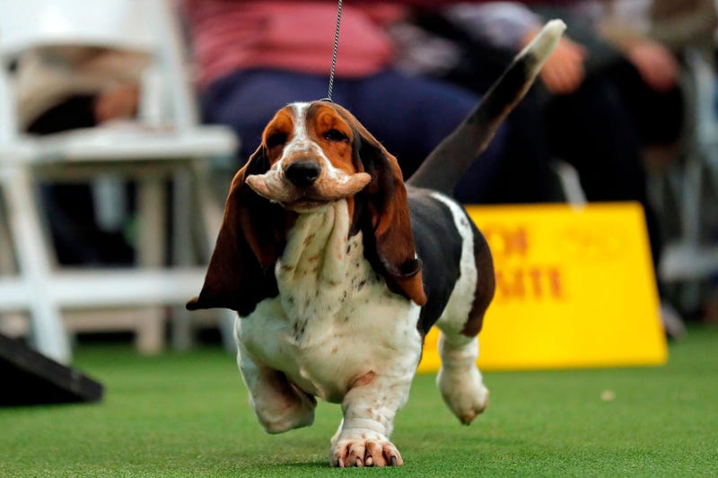 Feb 9, 2020; New York, NY, USA; A Basset Hound is seen during breed judging at the 144th Annual Westminster Kennel Club Dog Show where over 2,600 dogs representing 204 breeds and varieties will vie for the coveted Best In Show title. at Piers 92/94. Manda