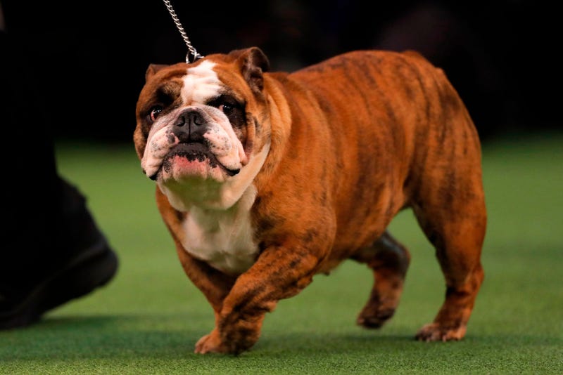 144th Annual Westminster Kennel Club Dog Show
