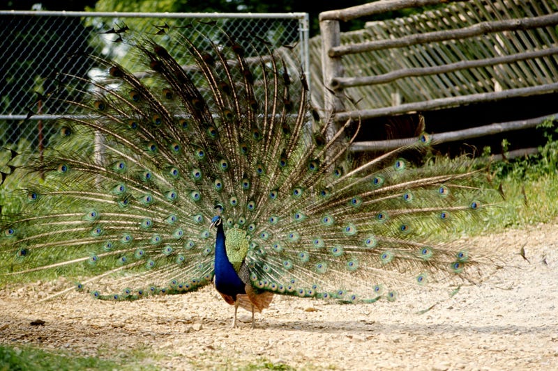 A courting peacock spreads it finery at the facility of the Tennessee Game Farm June 8, 1975. 750608 D