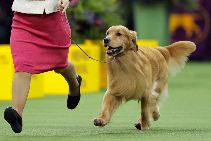 Daniel The Golden Retriever
