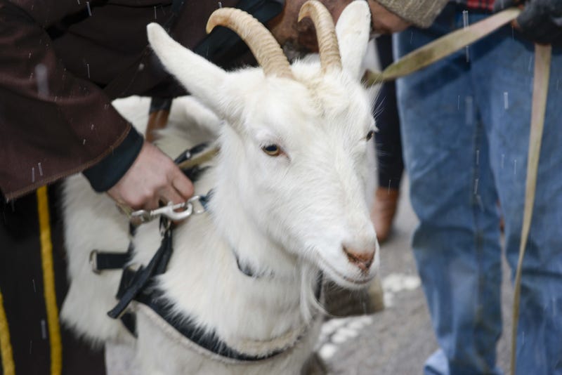 The 28th Annual Bockfest Parade started at Arnold's and traveled up Sycamore Street to 12th Street then to Main Street. The parade featured goats, bock dogs, Franciscans, Sausage Queens and many other spectacular floats. 2 28bockfest2