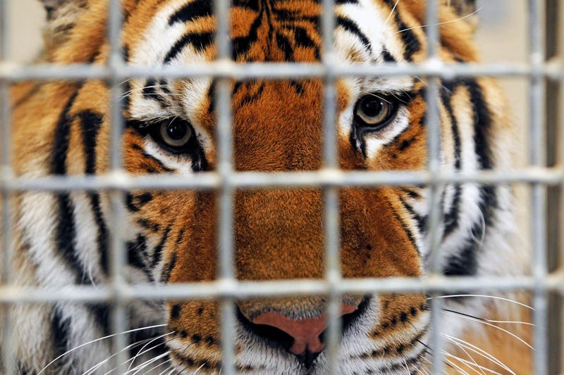 Netflixs Tiger King