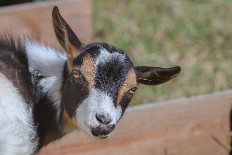 Goat
