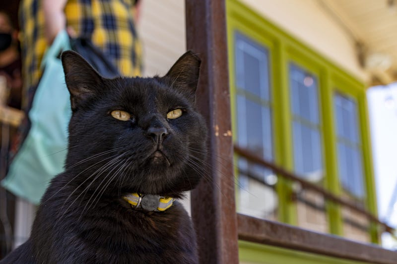 Inky Bob the cat checks around Songbird Coffee & Tea House. Songbird Coffee Tea House