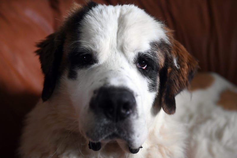 St. Bernard