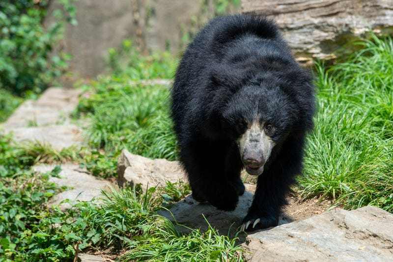 A sloth bear exhibit at the Philadelphia Zoo during its reopening week Wednesday, July 8, 2020 in Philadelphia, Pa. Jl Zoo 7820 19