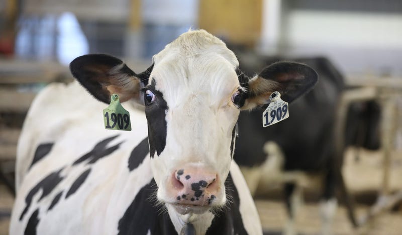 A curious Holstein cow takes a long look at the camera as she enjoys breakfast at Har-Go Farms in Pavilion Wednesday, August 5, 2020. Sd 080520 Dairy Farm E