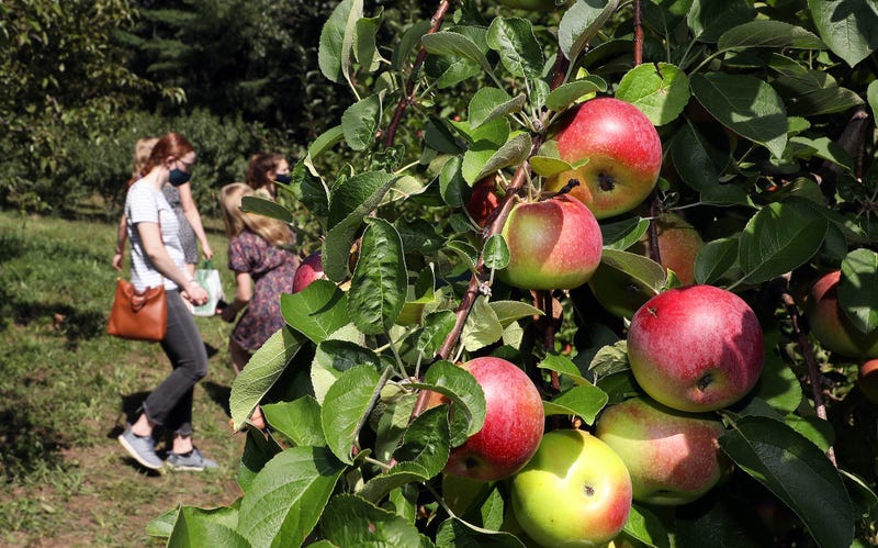 apple picking