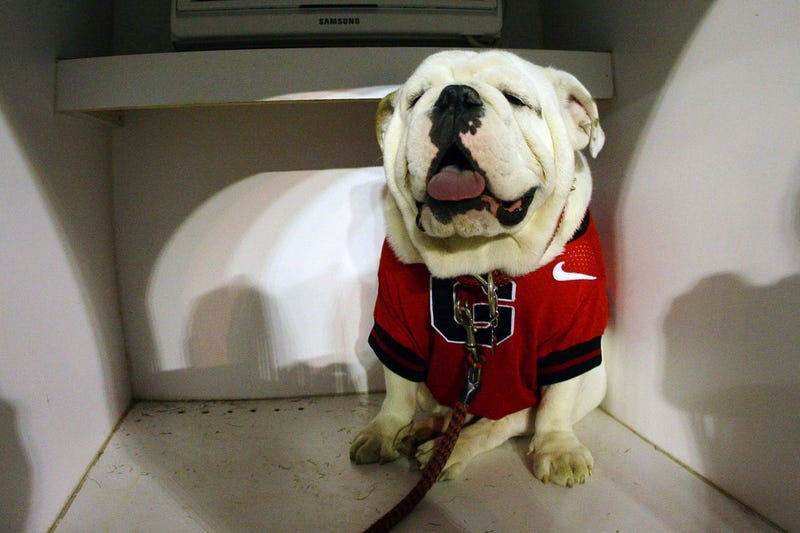 Dog Mascot