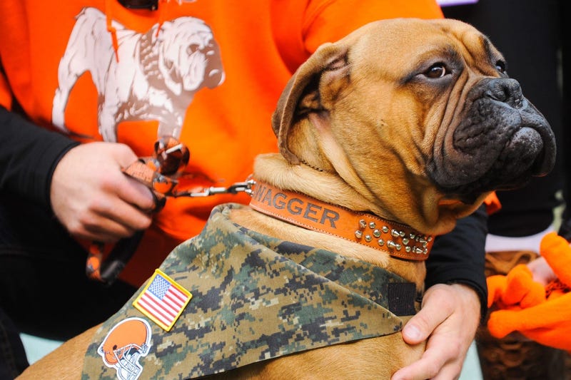 Cleveland Browns mascot Swagger 