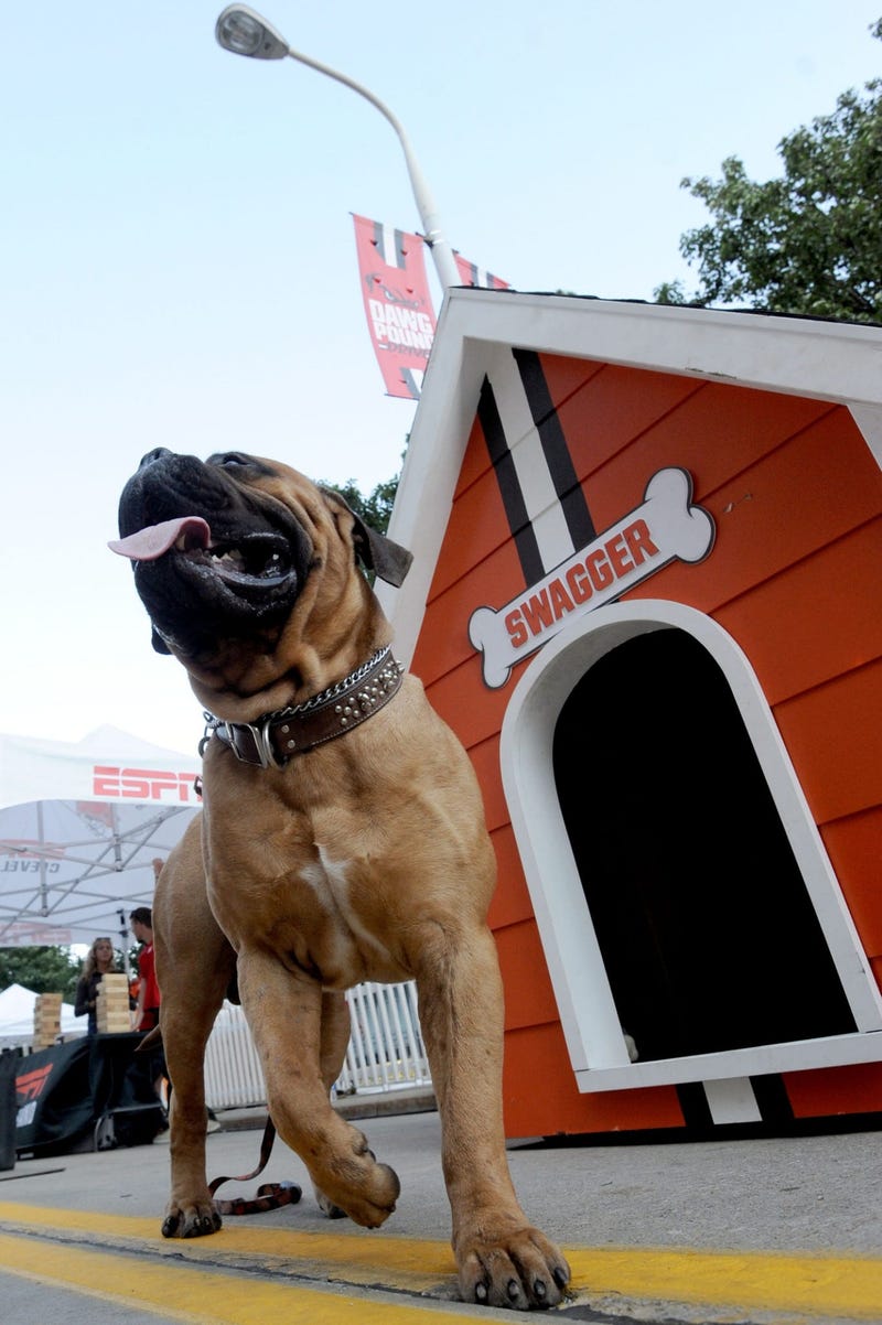 Swagger the Cleveland Browns mascot