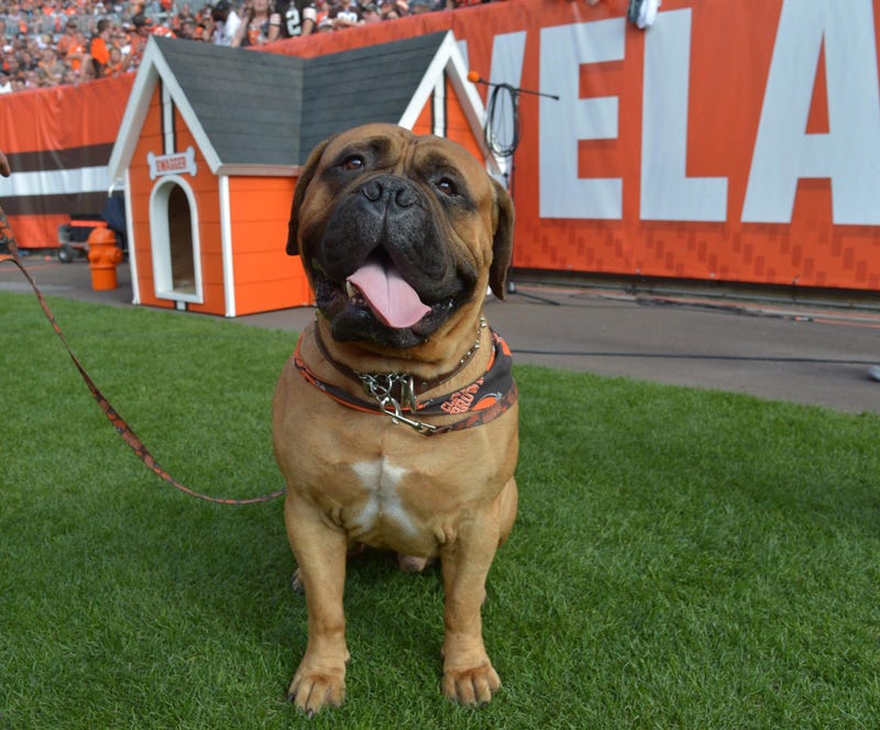 Sep 27, 2015; Cleveland, OH, USA; Cleveland Browns bulldog mascot Swagger during a NFL game against the Oakland Raiders at FirstEnergy Stadium. Mandatory Credit: Kirby Lee-USA TODAY Sports