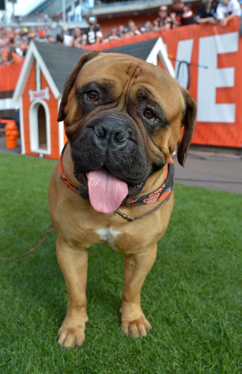 Cleveland Browns bulldog mascot Swagger 
