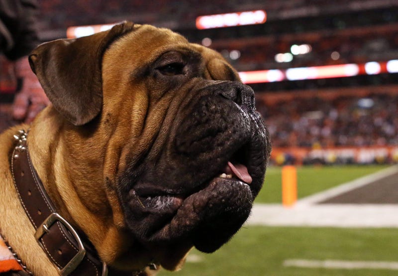 The Cleveland Browns mascot Swagger