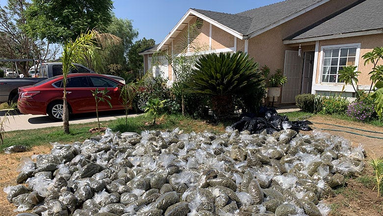 Marijuana Seizure San Bernardino Co. Sheriff's Dept. 