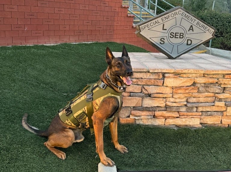 LASD K-9