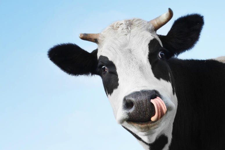 vaca