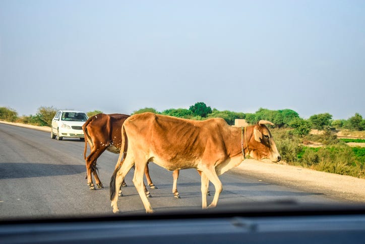vacas