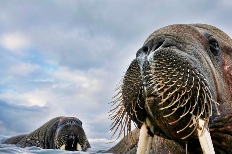 Having spotted walruses from his dinghy off the coastof Svalbard, Norway, photographer Valter Bernardeschi slipped into icy water to photograph them. He captured these young walruses with his camera on a float.