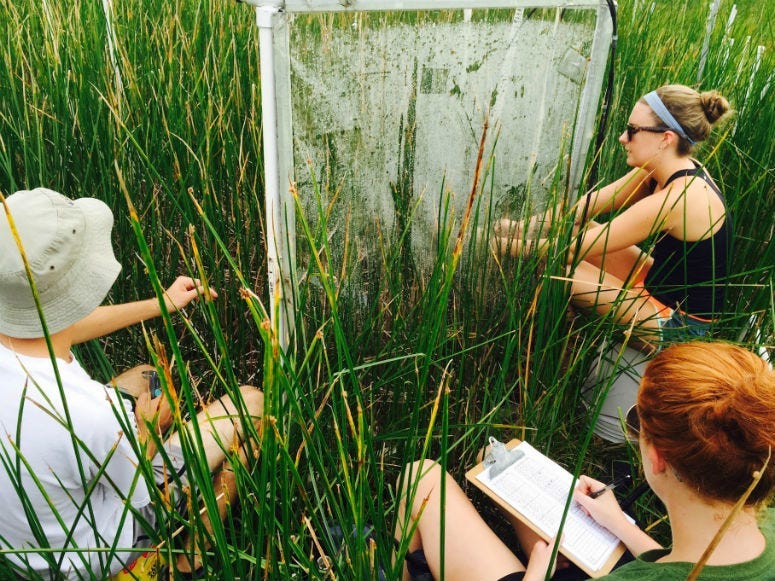 Adam Langley, a Villanova biologist, and a group of students team up with Smithsonian researchers to measure plants and roots in marsh areas along the East Coast to determine the impact of carbon dioxide on growth.