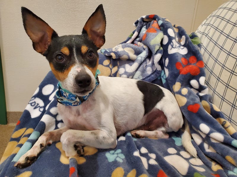 Vinny the Rat Terrier
