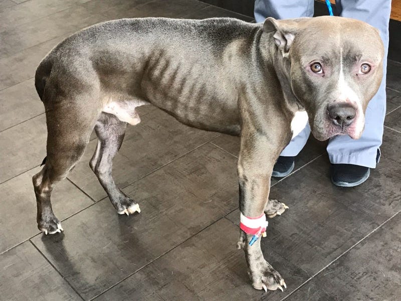 “Vinny” was found Feb. 17, 2020, in a double-bagged trash bag on Forest Avenue, just north of 87th Street in Willow Springs. 