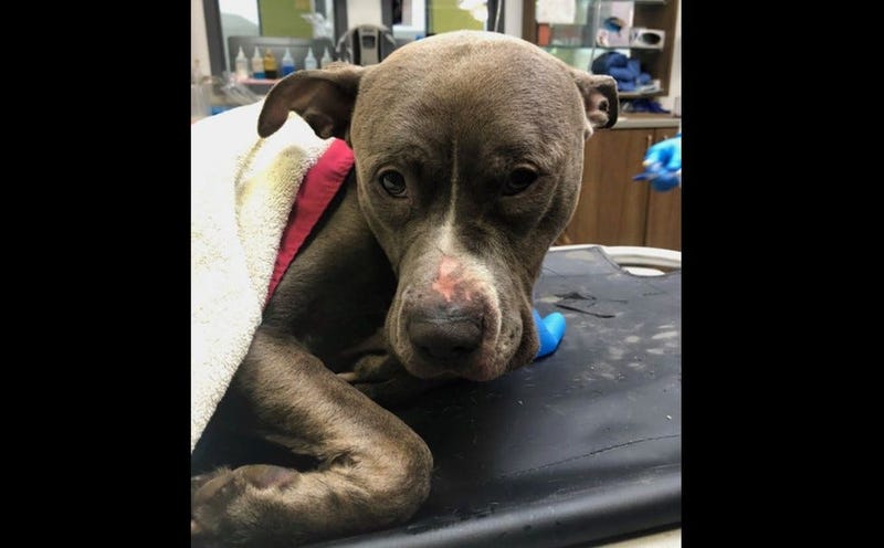 Vinny Pit Bull