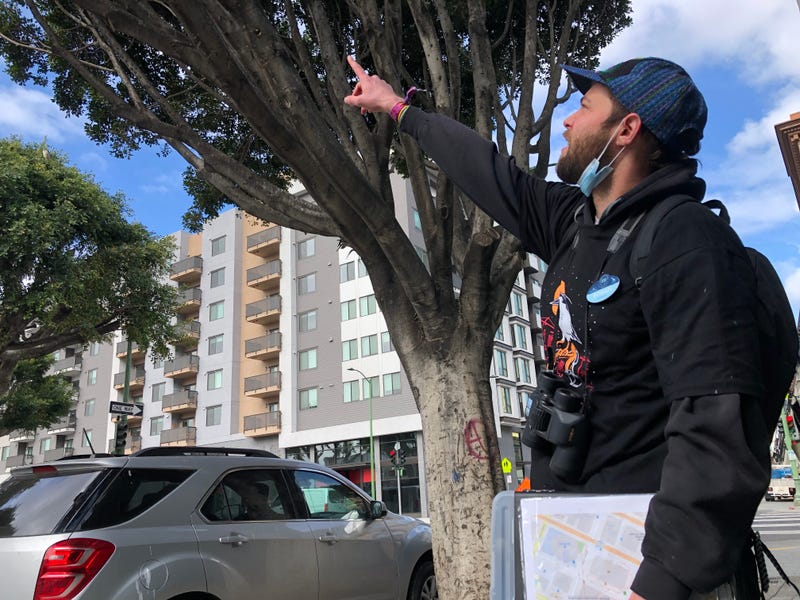A volunteer points to trees that might contain heron nests in Oakland.