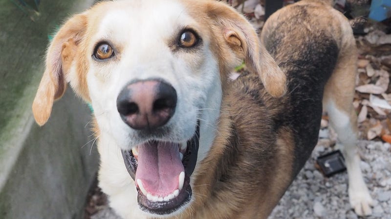 walker the dog
