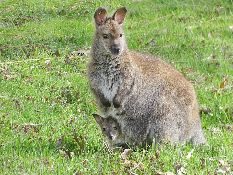 Sprocket the wallaby and her joey