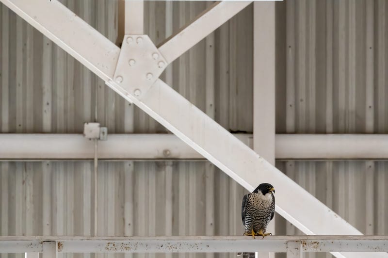 One of the chicks' parents waiting patiently during the reunion.