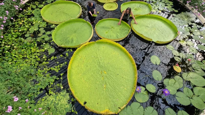 Scientists discover world's largest waterlily with 10 foot span