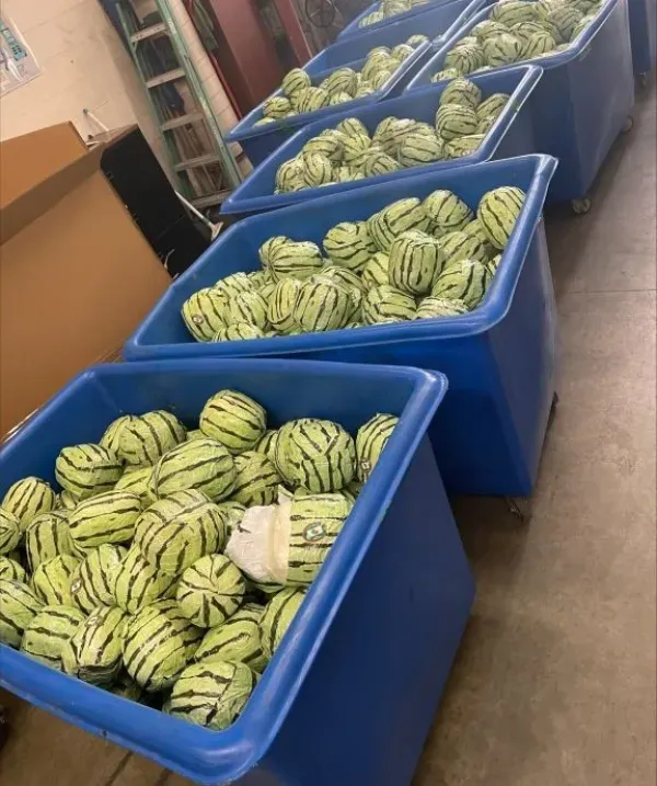 CBP officers found 4587 pounds of meth in shipment of disguised watermelons.