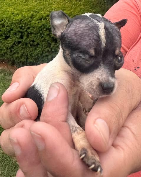 Dogs rescued from Wauconda home will be adopted