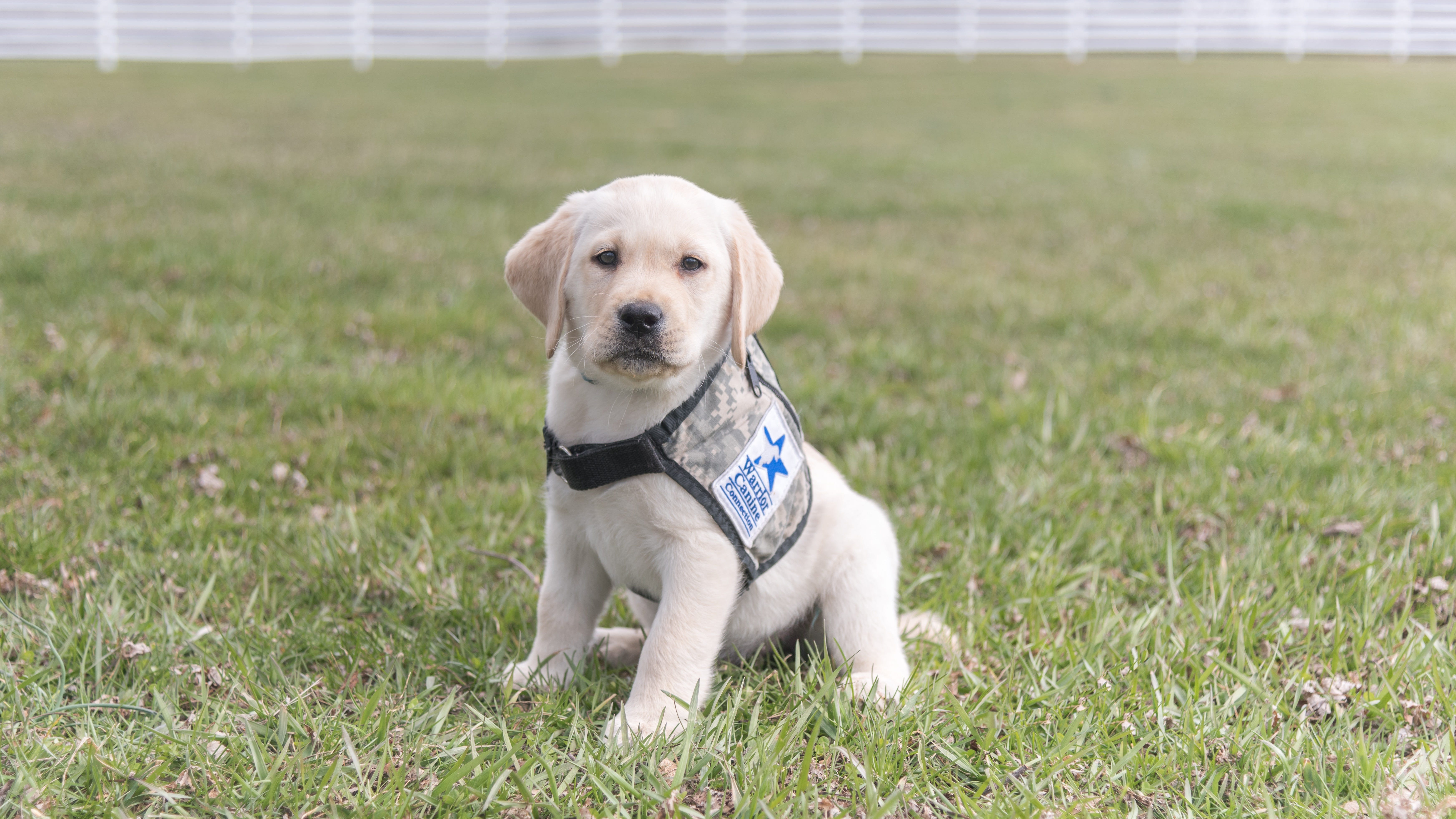 Warrior Canine Connection holds a virtual graduation ceremony for its Class of 2020