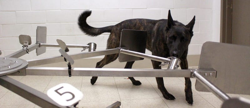 Dogs train to sniff out COVID-19