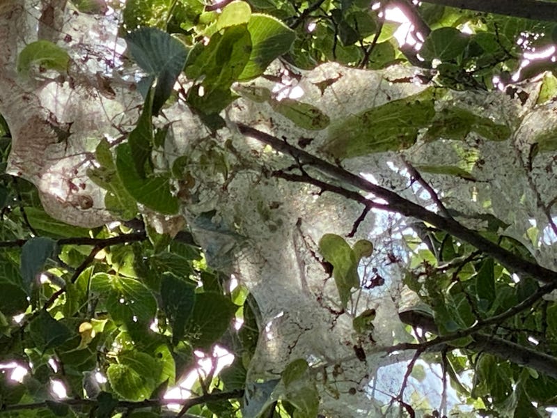 web worms