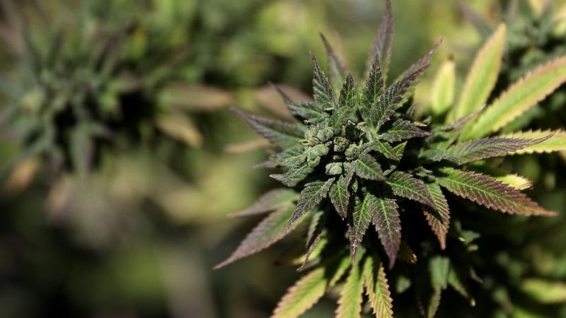 A marijuana plant is displayed during a 420 Day celebration on 'Hippie Hill' in Golden Gate Park on April 20, 2018 in San Francisco, California.