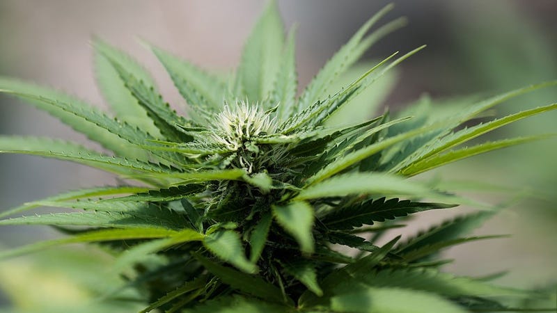 Cannabis plants grow in the greenhouse at Vireo Health's medical marijuana cultivation facility, August 19, 2016 in Johnstown, New York.