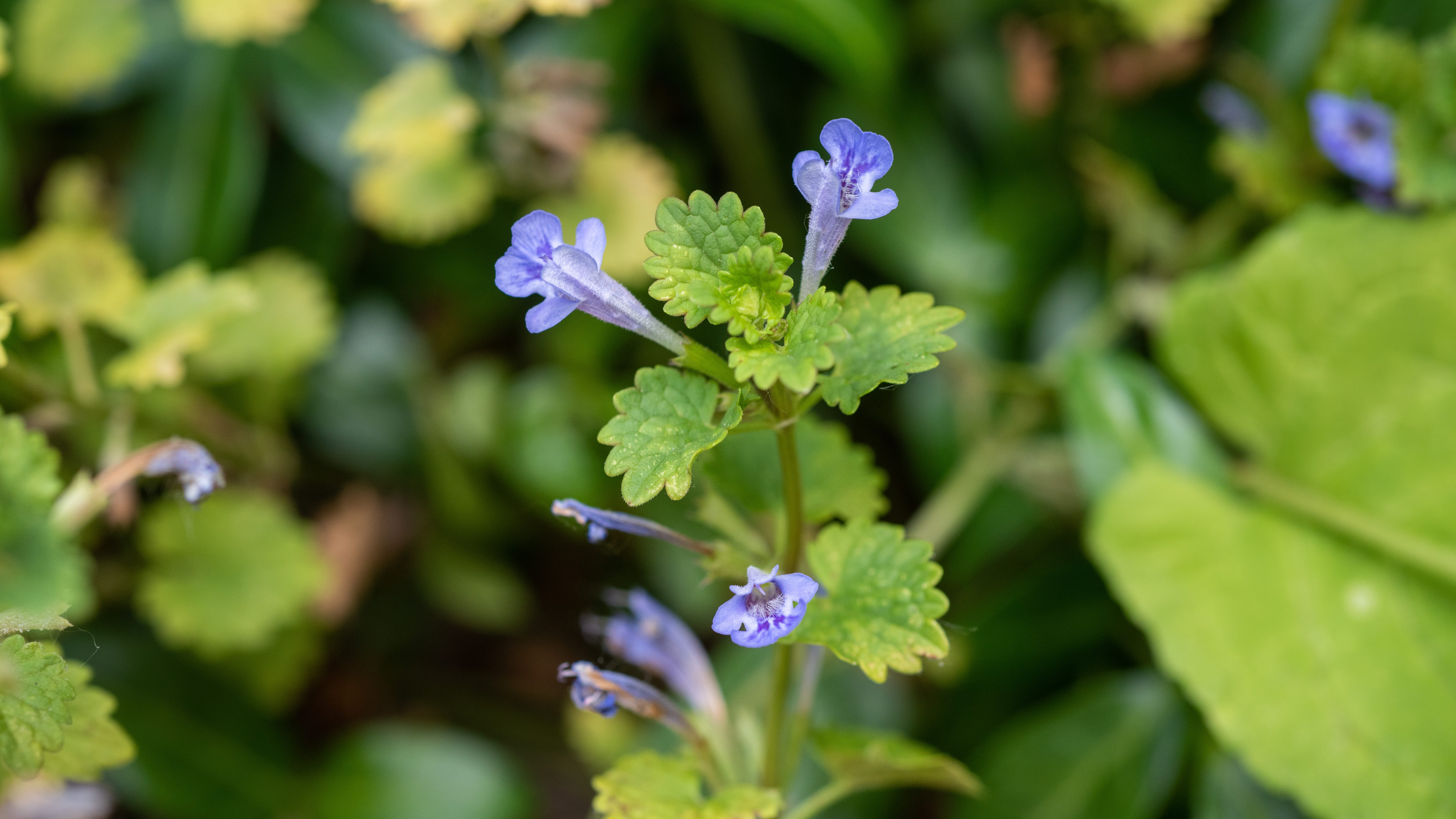 LISTEN: How to get rid of weeds in your garden