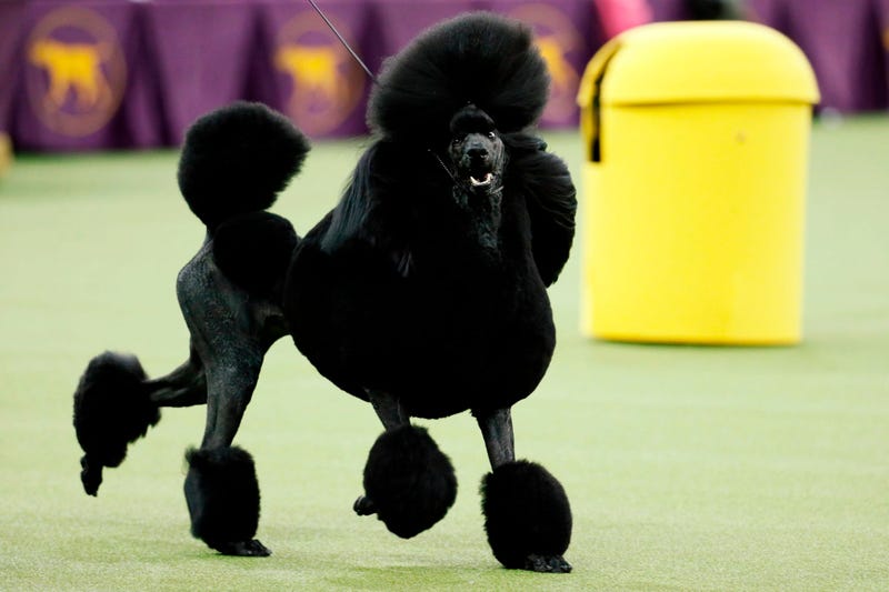 Westminster Dog Show