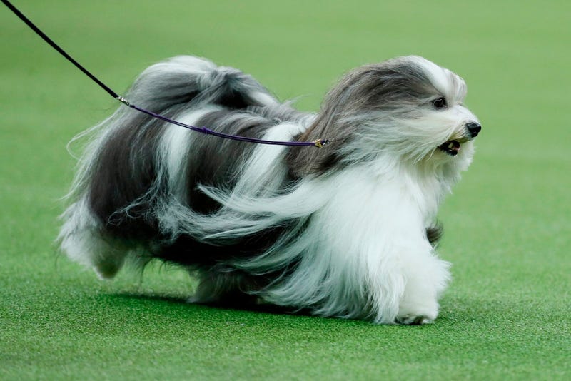 Westminster Dog Show