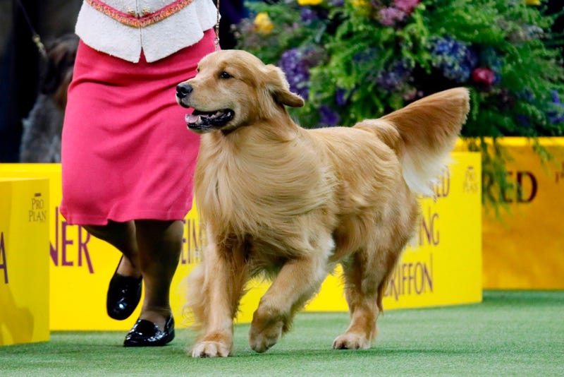 Westminster Dog Show