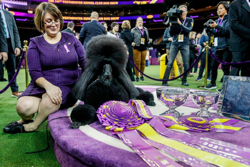 Westminster Dog Show